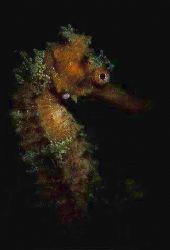 this male seahorse was about ready to give birth to the y... by Andrew Woodburn 